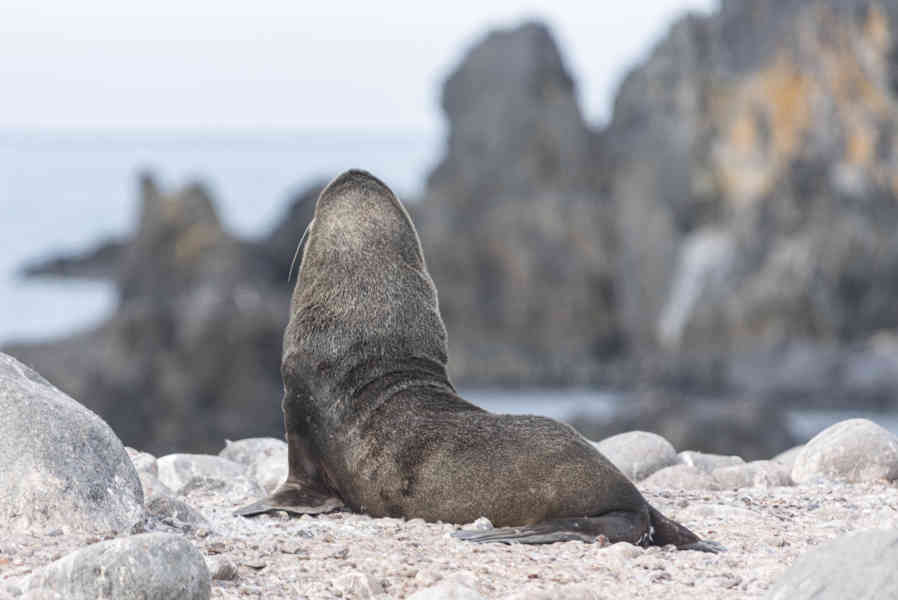 Lobo Marino Antártico - isla Robert - islas Shetland del Sur 06.jpg
